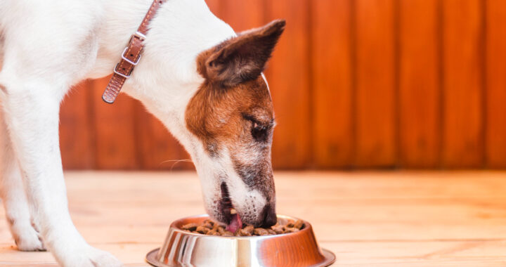 Czym charakteryzuje się dobra karma dla psa? Poznaj suchą karmę Arion