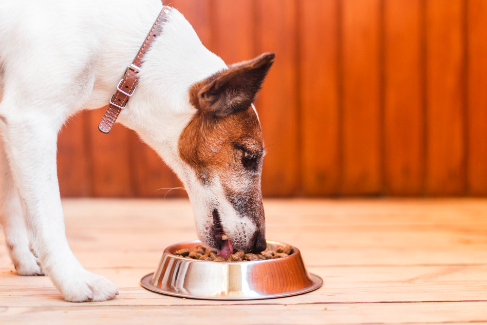Czym charakteryzuje się dobra karma dla psa? Poznaj suchą karmę Arion